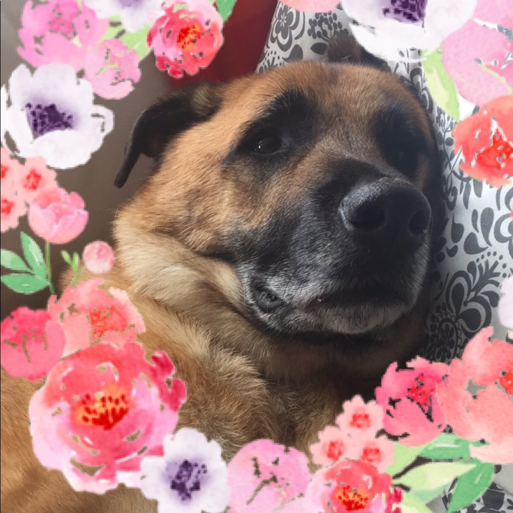 Meet your Posher, Molly